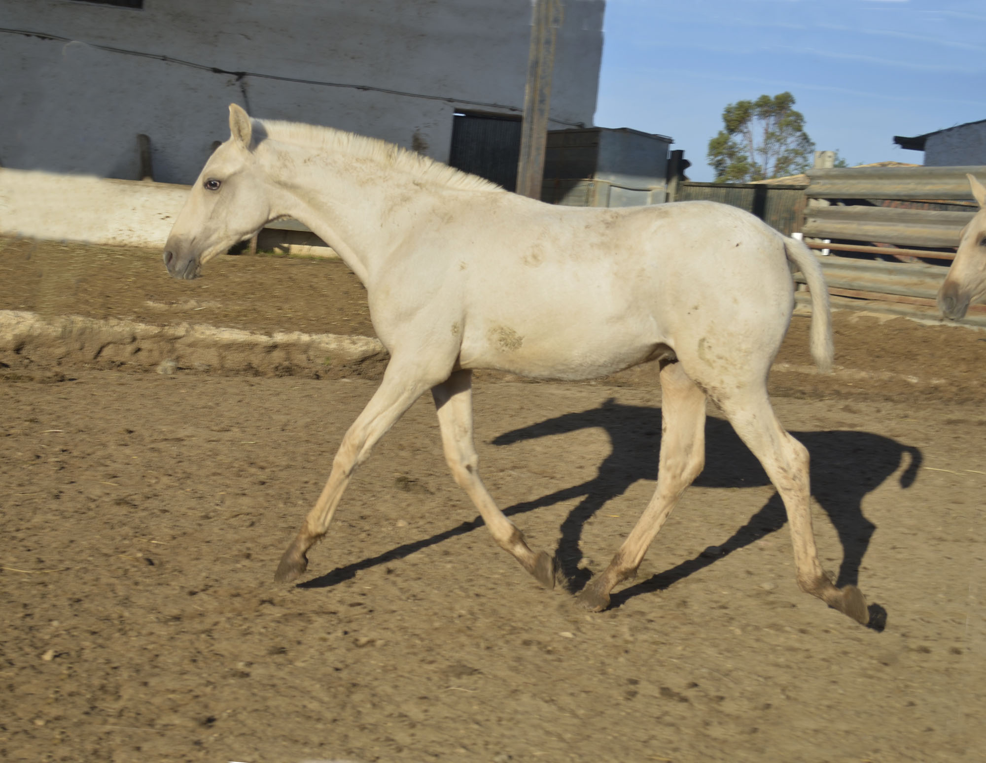Caballo en Venta